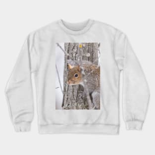 Squirrel in a tree Crewneck Sweatshirt